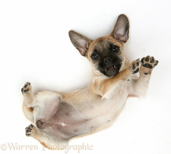 Jug puppy (Pug x Jack Russell), 9 weeks old, rolling on her back, white background