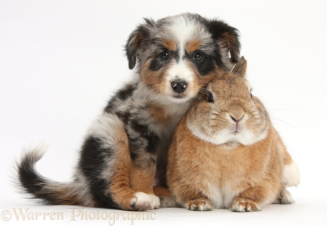 Mini American Shepherd puppy with Netherland dwarf-cross rabbit, Peter, white background