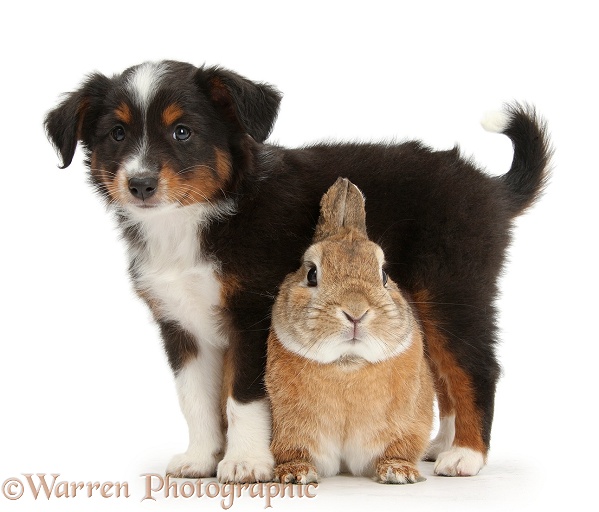 Mini American Shepherd puppy with Netherland dwarf-cross rabbit, Peter, white background