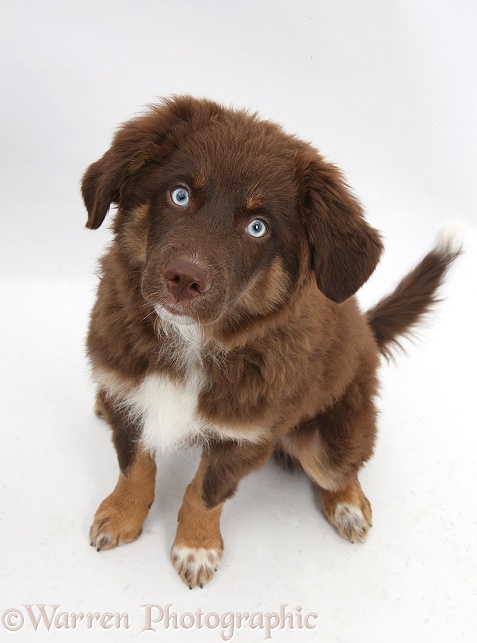 Chocolate blue-eyed Mini American Shepherd puppy, white background