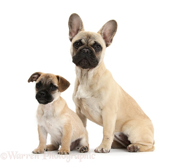 Jug puppy (Pug x Jack Russell Terrier), 9 weeks old, and French Bulldog, white background