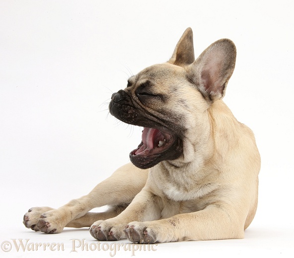 French Bulldog yawning, white background