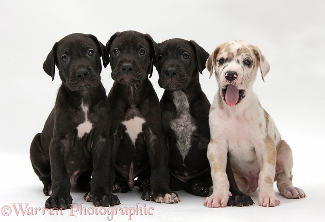 Four Great Dane puppies sitting, white background