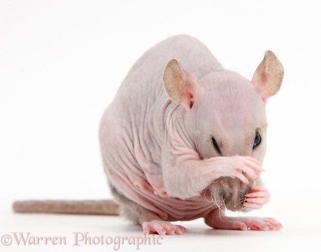 Sphynx Rat grooming, white background