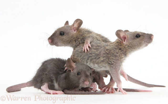 Three baby Rex rats, white background