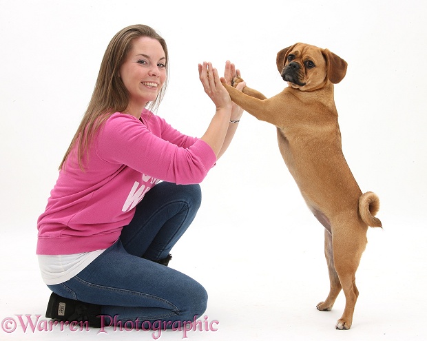 Puggle bitch, Polly, 1 year old, standing up and holding paws with her owner, white background