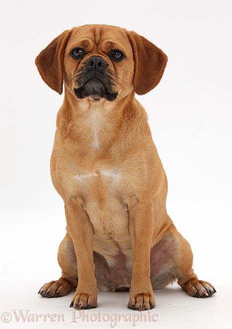 Puggle bitch, Polly, 1 year old, white background
