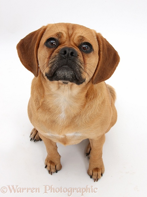Puggle bitch, Polly, 1 year old, white background
