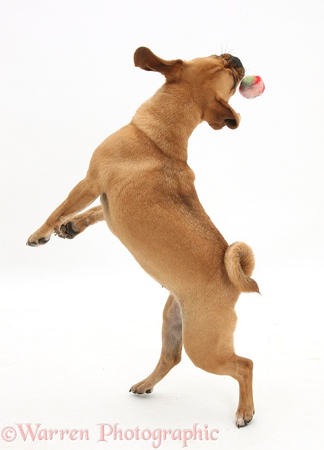 Puggle bitch, Polly, 1 year old, jumping up to catch a ball, white background
