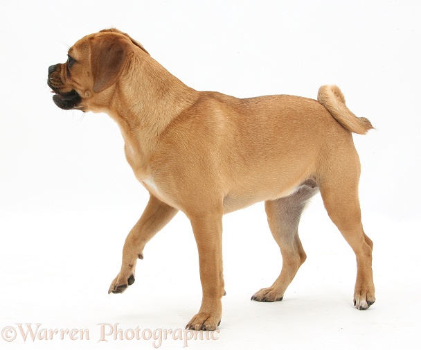 Puggle bitch, Polly, 1 year old, standing, white background