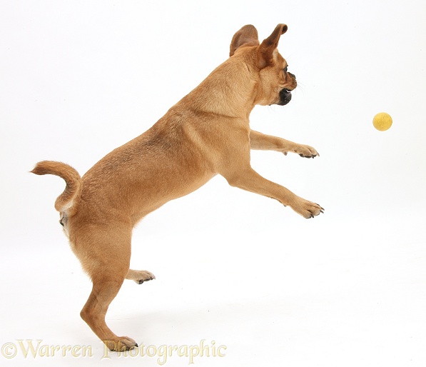 Puggle bitch, Polly, 1 year old, jumping up to catch a ball, white background