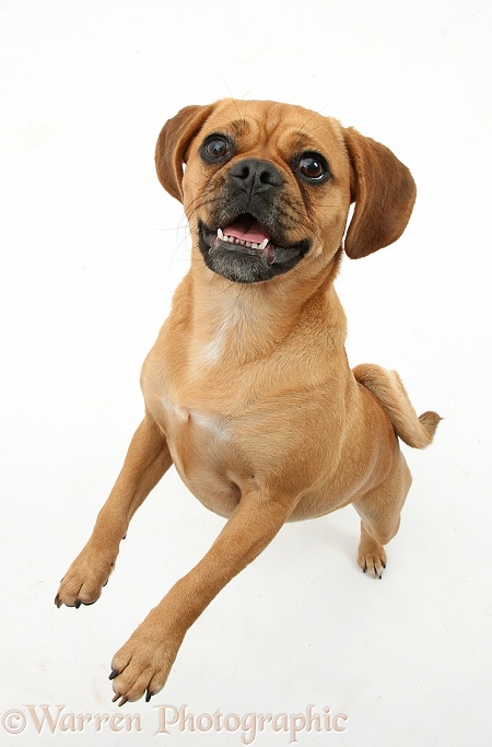 Puggle bitch, Polly, 1 year old, standing up, white background