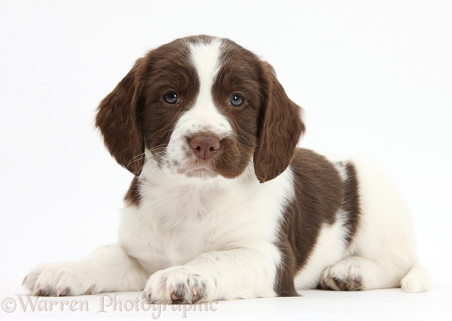Working English Springer Spaniel puppy, 6 weeks old, lying with head up, white background