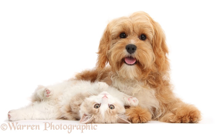 Ginger-and-white Siberian kitten, 16 weeks old, lying upside down with Cavapoo, 5 months old, white background