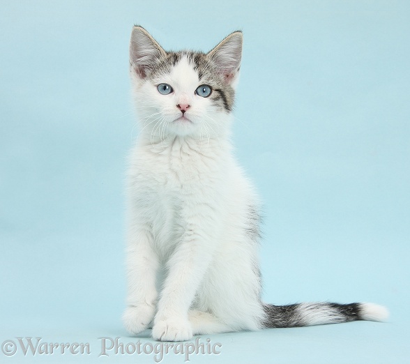 Blue-eyed tabby-and-white Siberian-cross kitten, 13 weeks old, sitting on blue background