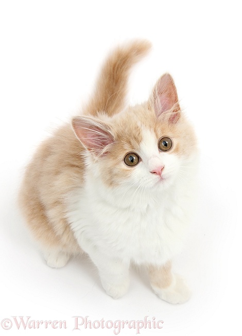 Ginger-and-white Siberian kitten, 16 weeks old, white background