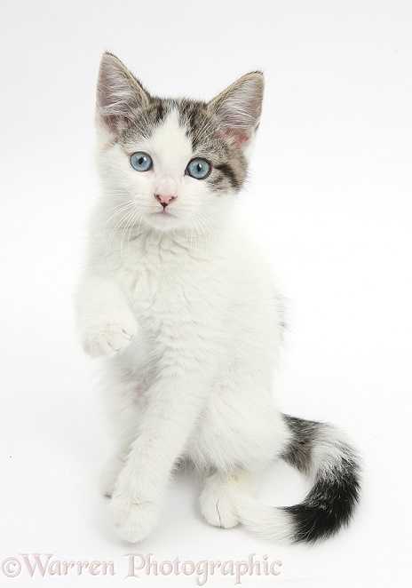 Blue-eyed tabby-and-white Siberian-cross kitten, 13 weeks old, sitting with one paw raised, white background