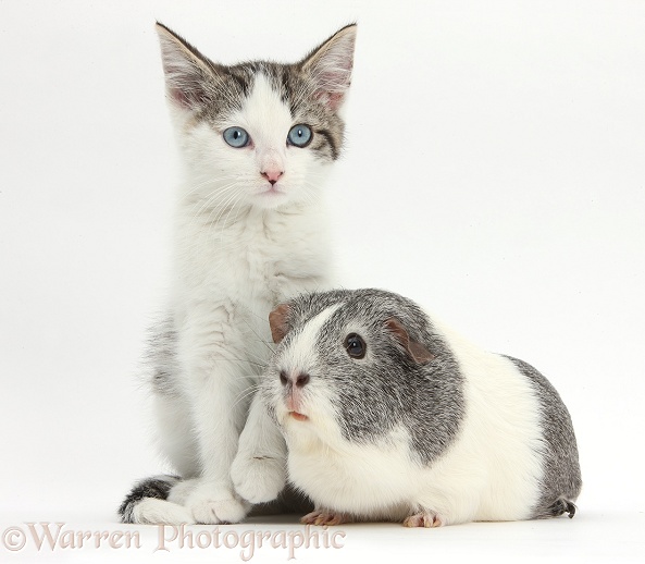 Blue-eyed tabby-and-white Siberian-cross kitten, 13 weeks old, with silver-and-white Guinea pig, white background