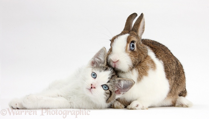 Blue-eyed tabby-and-white Siberian-cross kitten, 13 weeks old, with Netherland Dwarf rabbit, white background