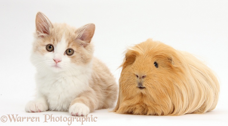 Ginger-and-white Siberian kitten, 16 weeks old, with ginger Guinea pig, white background