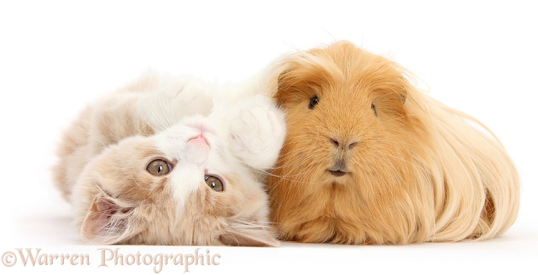 Ginger-and-white Siberian kitten, 16 weeks old, lying upside down with ginger Guinea pig, white background
