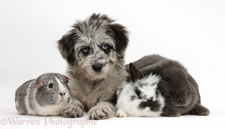 Blue merle Cadoodle puppy with silver-and-white Guinea pig, black-and-white baby rabbit and blue Lop rabbit, white background