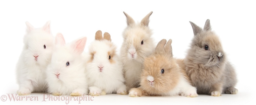 Six cute baby Lionhead bunnies in a row, white background