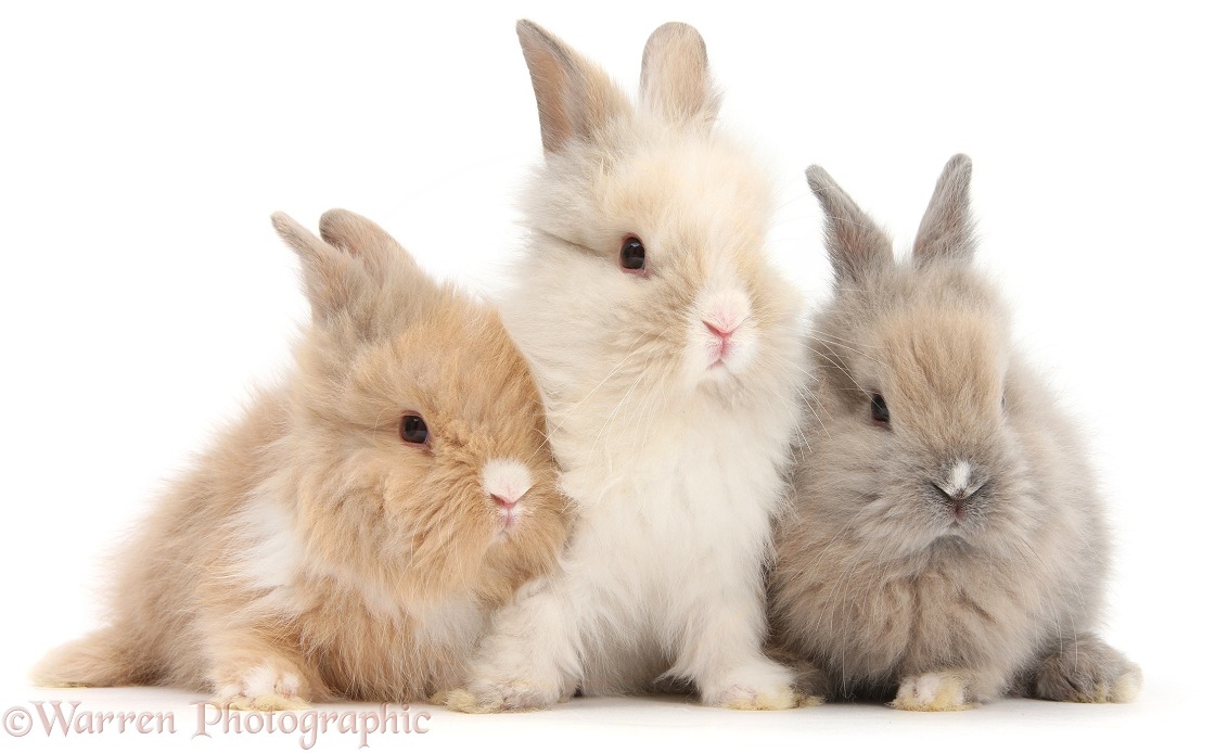 Three cute baby Lionhead bunnies in a row, white background