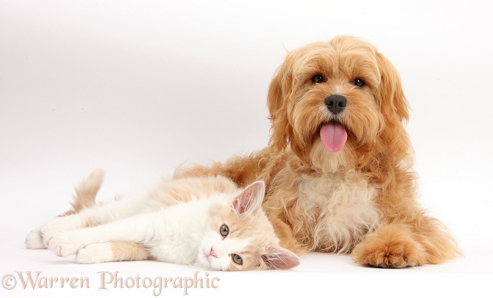 Ginger-and-white Siberian kitten, 16 weeks old, with Cavapoo, 5 months old, white background