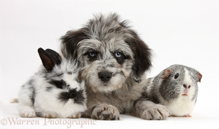 Blue merle Cadoodle puppy with silver-and-white Guinea pig and black-and-white baby rabbit, white background