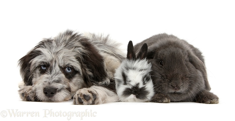 Blue merle Cadoodle puppy with blue Lop rabbit and black-and-white baby rabbit, white background