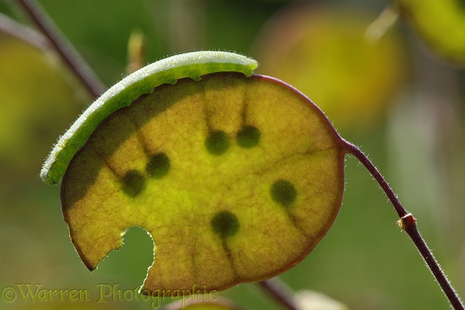 Orange-tip Butterfly (Anthocharis cardamines) caterpillar on Honesty (Lunaria aunnua) seed pod