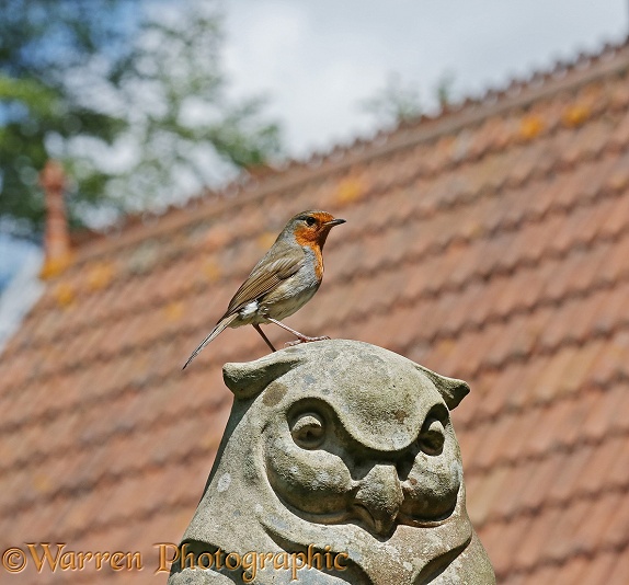 European Robin (Erithacus rubecula) perched on a stone owl