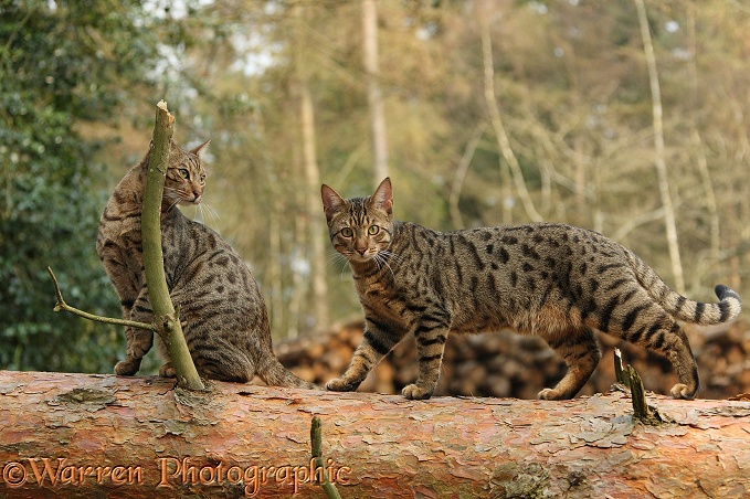 Bengal cats standing on a fallen tree