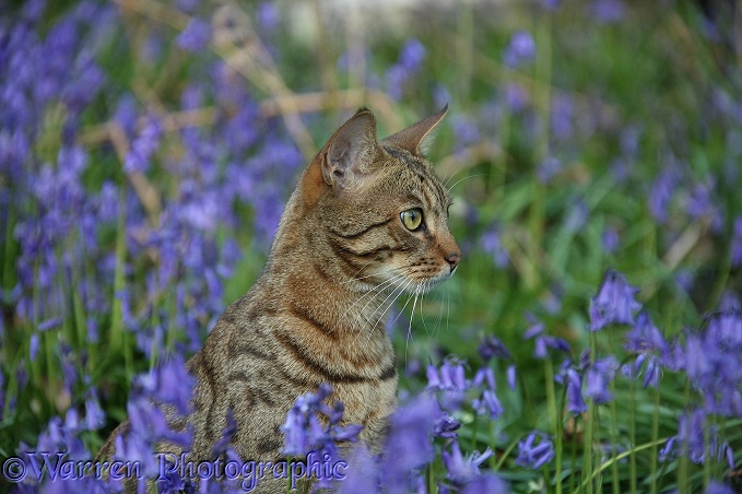 Bengal cat sitting among bluebells