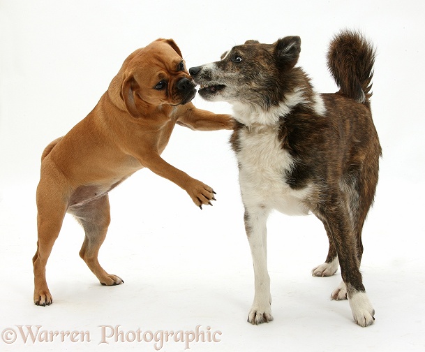 Puggle bitch, Polly, 1 year old, jumping up playfully at mongrel dog , Brec, white background