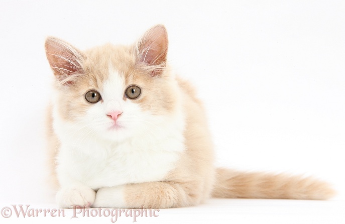 Ginger-and-white Siberian kitten, 16 weeks old, lying with head up, white background