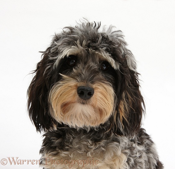Cute tricolour merle Daxie-doodle dog, Dougal, white background