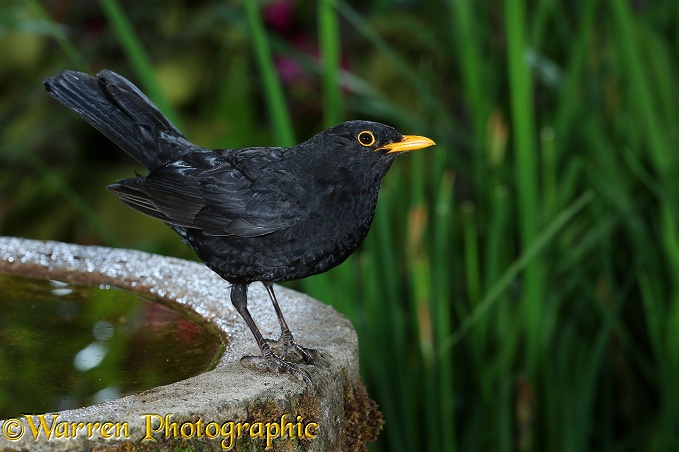 Blackbird (Turdus merula) male on birdbath