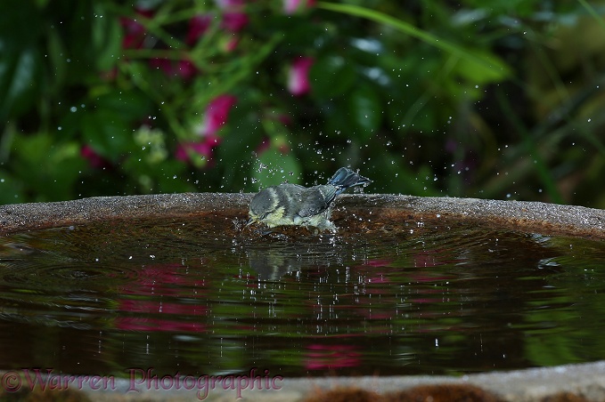 Blue Tit (Parus caeruleus) juvenile bathing in a birdbath