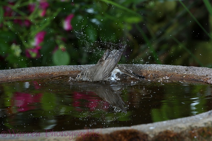 Spotted Flycatcher (Muscicapa striata) bathing in a birdbath