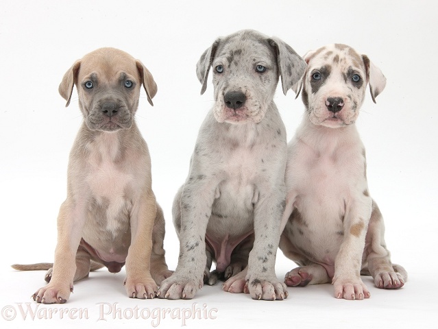 Three Great Dane puppies sitting together, white background