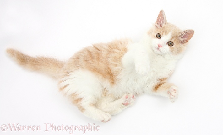 Ginger-and-white Siberian kitten, 16 weeks old, rolling on her back, white background