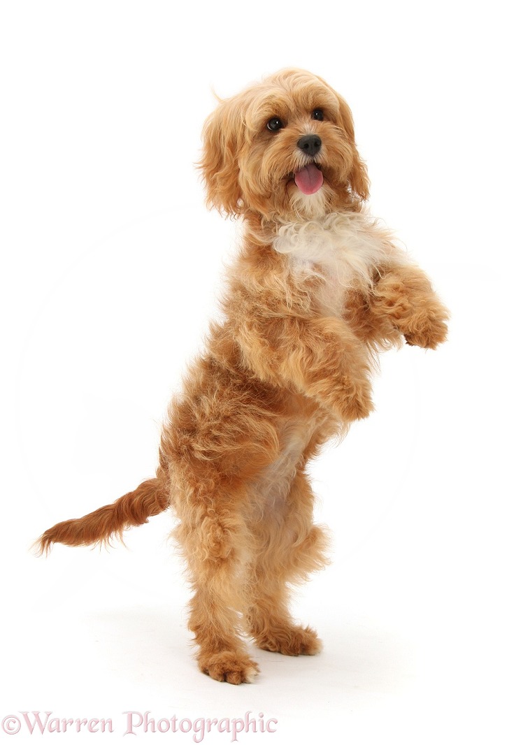Cavapoo bitch, 5 months old, standing on hind legs, white background