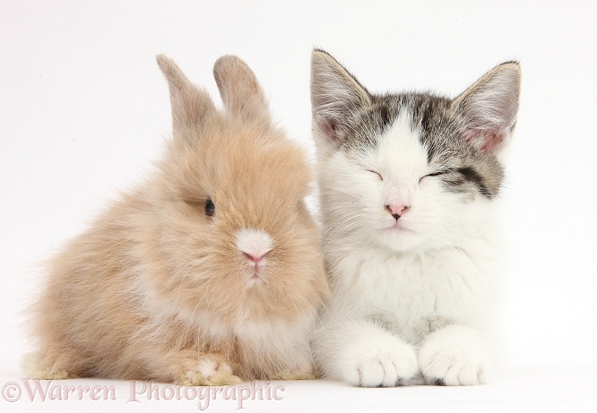 Sleepy tabby-and-white Siberian-cross kitten, 13 weeks old, with baby Lionhead rabbit, white background