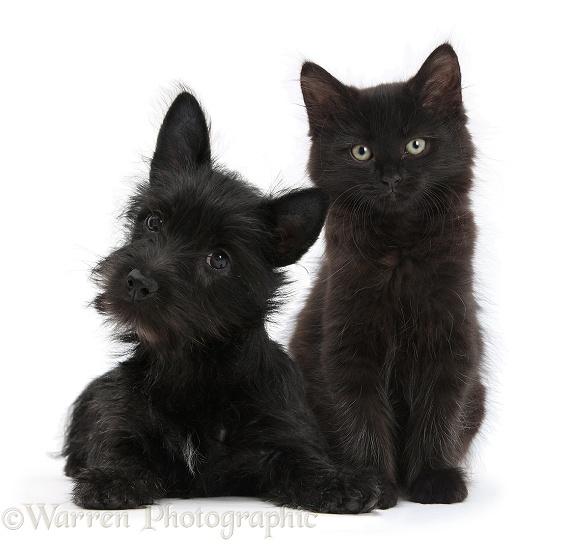 Black Terrier-cross puppy, Maisy, 3 months old, with a black Maine Coon kitten, white background