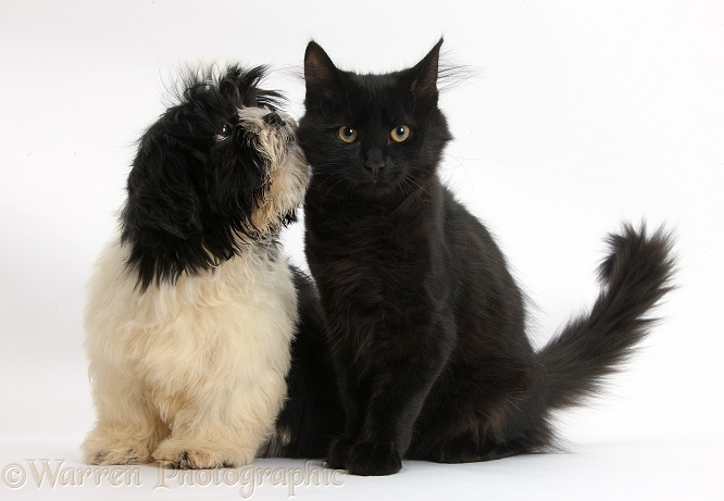 Black-and-white Shih-tzu pup and black Maine Coon kitten, white background