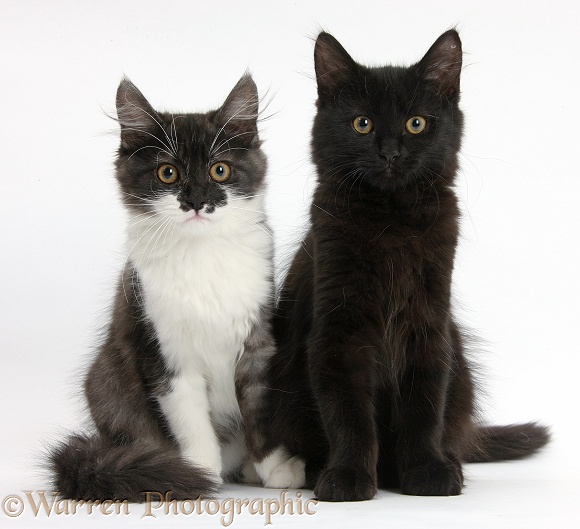 Black and dark silver-and-white kittens, sitting, white background