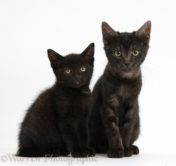 Black and smoke black kittens, white background