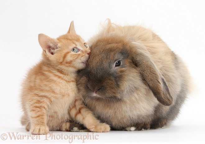 Ginger kitten and Lionhead-Lop rabbit, Dibdab, white background